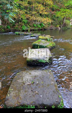 Pietre che attraversano il fiume Don a Thurgoland vicino a Barnsley, South Yorkshire, Inghilterra, Regno Unito. Foto Stock