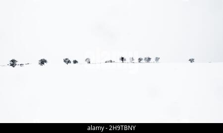 Silhouette di alberi senza fronzoli all'orizzonte, in un paesaggio invernale innevato, con il terreno coperto di neve e un cielo bianco sovrastato. Concetto invernale Foto Stock