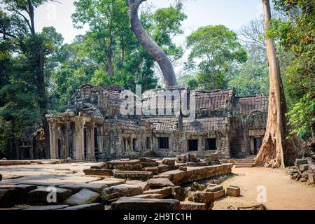 TA Prohm tempio vicino Siem Reap, Cambogia è stato uno dei thecapitals dell'Impero Khmer che fiorì tra i 9th-15th secoli Foto Stock