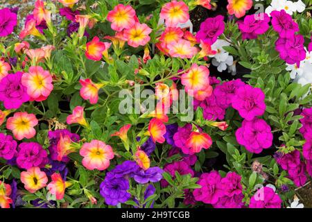 Coloratissima Surfinia Petunias e Calacoa - milioni di campane in primavera. Foto Stock