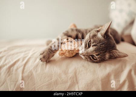 Carino cucciolo di tabby si trova in un abbraccio con un morbido peluche orsacchiotto sul letto. Il gatto dorme sul divano nel soggiorno. Dolce sogno, svegliati nel Foto Stock
