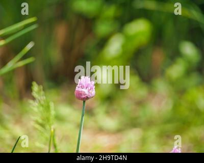 Primo piano di un bel fiore rosa Chive che cresce in giardino su sfondo verde Foto Stock