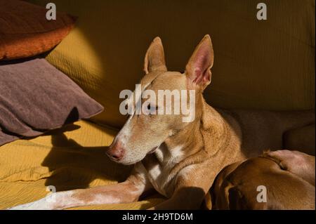 podenco cane riposare e prendere il sole sul divano, animale domestico Foto Stock