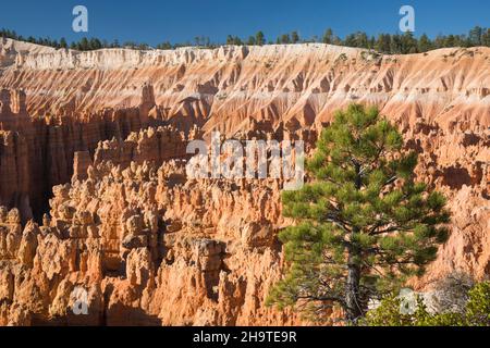 Bryce Canyon National Park, Utah, USA. Vista sulla città silenziosa dal Rim Trail vicino a Sunset Point, al mattino presto. Foto Stock