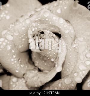 Primo piano di un fiore di rosa che fiorisce con gocce d'acqua Foto Stock