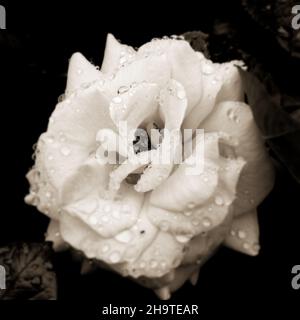 Foto in scala di grigi di un fiore di rosa con gocce di pioggia Foto Stock