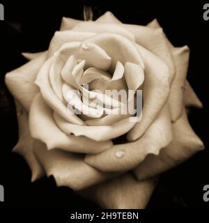 Scatto in scala di grigi di una rosa con una goccia d'acqua Foto Stock