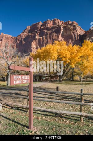 Fruita, Capitol Reef National Park, Utah, USA. Fremont cottonwood alberi in parco sotto le scogliere aspre del WaterPocket Fold, autunno. Foto Stock