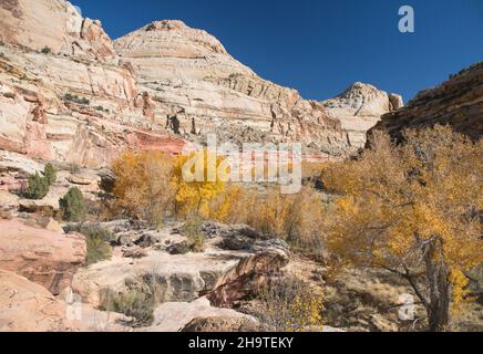 Fruita, Capitol Reef National Park, Utah, USA. Ammira il Fremont River Canyon dall'Hickman Bridge Trail, autunno, prominente alberi di cottonwood. Foto Stock