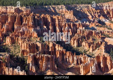 Bryce Canyon National Park, Utah, USA. Vista sulla foresta di hoodoos nella Città silenziosa dal Rim Trail a Bryce Point. Foto Stock