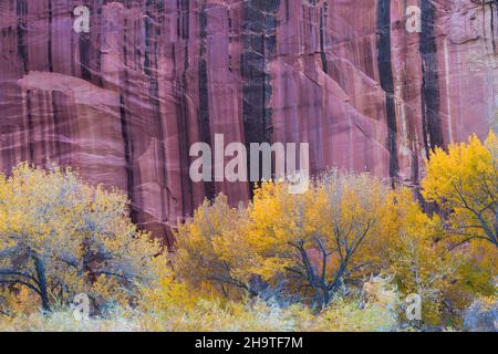 Fruita, Capitol Reef National Park, Utah, USA. Golden cottonwood alberi nani dal muro di arenaria striato del Fremont River Canyon, autunno. Foto Stock