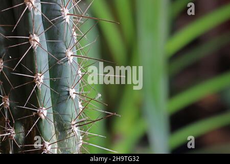 Cactus spinoso su sfondo sfocato Foto Stock