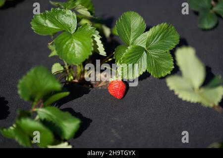 Un primo piano del letto di fragola deve essere coperto con un panno nero. Metodi moderni di coltivazione delle fragole. Foto di alta qualità Foto Stock