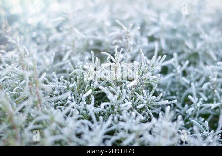 Gelo sulle piante in una fredda giornata invernale. Condizioni meteorologiche in inverno. Primo piano, messa a fuoco selettiva. Foto Stock