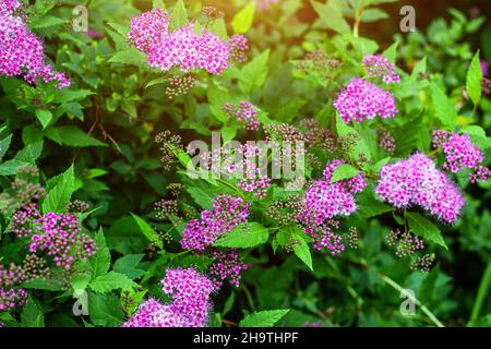 Bella fioritura rosa brillante arbusto fiore Spirea con foglie verdi in giardino in primavera. Foto Stock