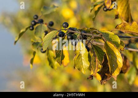 Fibbio di alder, fibbio lucido (Frangula alnus, Rhamnus frangula), ramo con frutta in autunno, Germania, Baviera Foto Stock