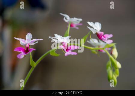 orchidea (Calanthe Bryan, Calanthe Bryan), fiori di cultivar Bryan Foto Stock