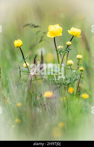European Globeflower, Globe Flower (Trollius europaeus), fioritura in un prato, Germania, Baviera Foto Stock