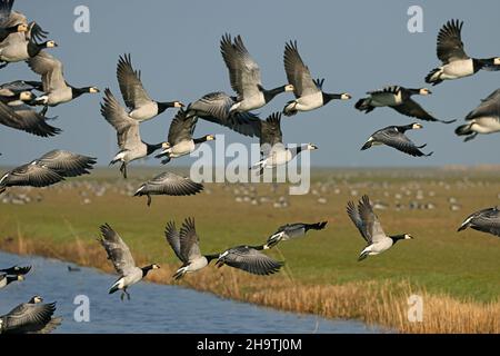 Oca di barnacle (leucopsis di Branta), decollo della truppa, vista laterale, Paesi Bassi, Frisia Foto Stock