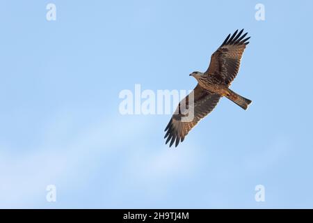 Aquilone nero, aquilone giallo (Milvus migrans), giovane in volo, Spagna, Andalusia Foto Stock