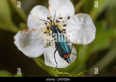 Coleottero di fiori con punta rossa (Malachius bipustulatus), siede su un fiore, Germania Foto Stock