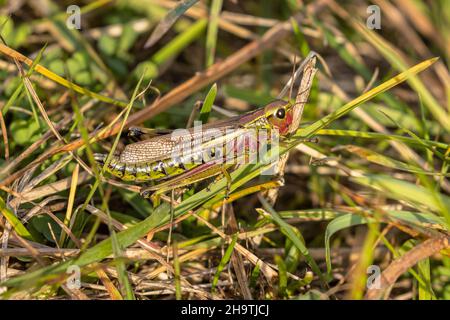 Grasshopper di palude di grandi dimensioni (Mecostethus grossus, Stethophyma grossum), vista laterale, Germania, Baviera, Tirschenreuther Teichpfanne Foto Stock