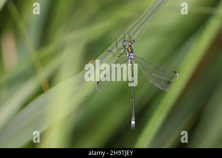 Lestes verde, damselfly smeraldo (Lestes spugsa), maschio siede su una lama di canna, Paesi Bassi, Overijssel, Weerribben-Wieden National Park Foto Stock