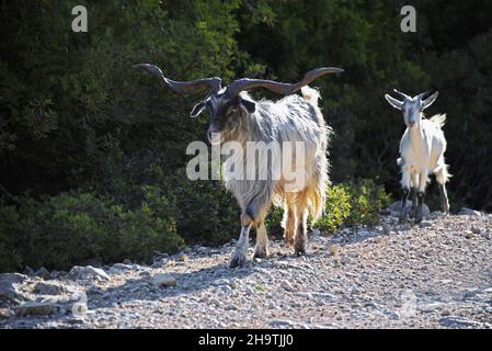 Capra domestica (Capra hircus, Capra aegagrus F. hircus), capre ferali lungo il percorso, Grecia, Isole IONIE, Ithaka Foto Stock