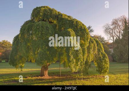 Albero di pagoda giapponese (Styphnobium japonicum 'Pendula', Styphnobium japonicum Pendula, Sophora japonica), cultivar Pendula in un parco, Germania, Foto Stock