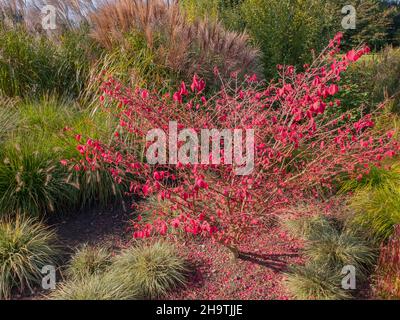 Cespuglio ardente alato, wahoo, euonymus alare, albero alare (Euonymus alata, Euonymus alatus), cespuglio con foglie d'autunno rosse, Germania, Amburgo, Foto Stock