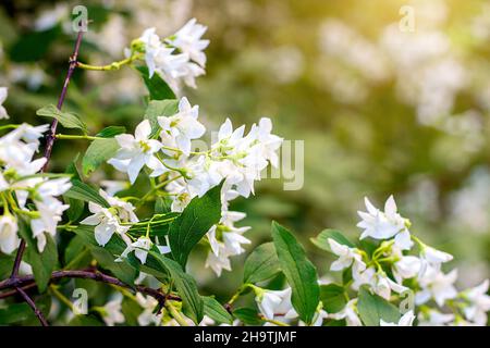 Fiori freschi di gelsomino bianco pianta su foglie verdi sfondo fiore nel giardino in primavera. Foto Stock