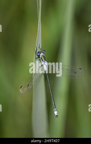 Lestes verde, damselfly smeraldo (Lestes spugsa), maschio siede su una lama di canna, Paesi Bassi, Overijssel, Weerribben-Wieden National Park Foto Stock