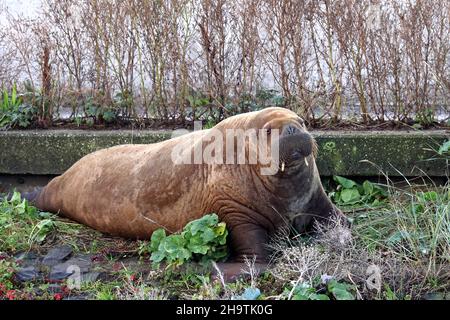 walrus (Odobenus rosmarus), femmina che giace su una diga, Olanda, Frisia, Harlingen Foto Stock
