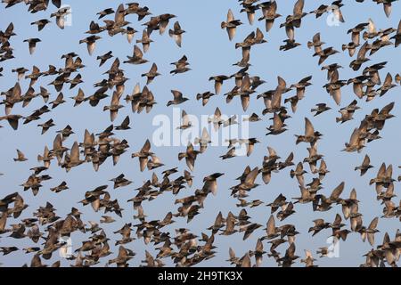 Starreda comune (Sturnus vulgaris), gregge che volano da campo raccolto , Olanda, Texel Foto Stock