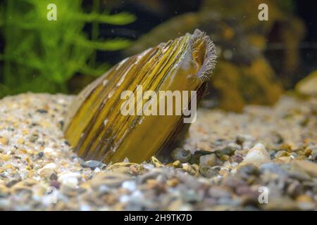 Common pond mussel, duck mussel (Anodonta anatina), partly buried with visible breathing syphon, Germany Foto Stock