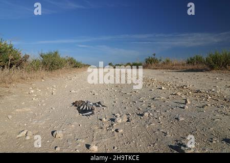 Hoopoe (Upupa epops), Roadkill su un percorso di campo, uccello dell'anno 2022, Spagna, Andalusia, Tarifa, la Janda Foto Stock