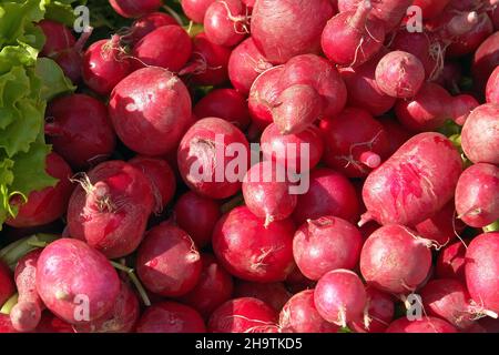 Ravanello da giardino (Raphanus sativus), ravanelli da giardino sul mercato, Italia Foto Stock