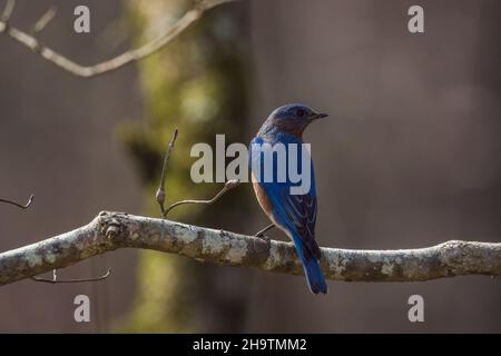 Un bluebird orientale maschio in piumaggio arroccato in alto su un ramo di albero che mostra il suo retro mentre si guarda fuori nella foresta in una giornata di sole in inverno Foto Stock