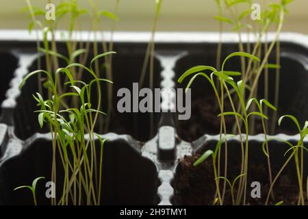 Coltivando i verdi dell'aneto in una pentola. Tema ecologico. Coltivando piante in ciotole piccole in casa. Foto Stock