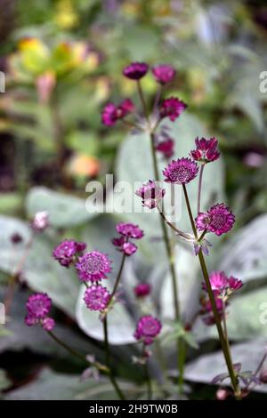 Astrantia Major Gill Richardson Group, Astrantia Major Gill Richardson, Red Masterwort, fiori rossi, fioritura, fiore, florifero, giardino, giardini, RM Floreale Foto Stock