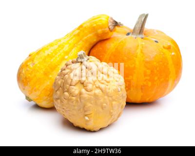 Zucca, tre, arancio, Stiria, vari, Olio di seme, bianco, sfondo, Leibnitz, lati, freschi, diversi, tipi, varietà, zucche, yello Foto Stock