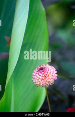 Dahlia Burlesca,dahlias,palla dahlia,arancio,corallo,corallo rosa,fiore,fiori,fioritura,perenne,perennials,giardino,RM Floral Foto Stock