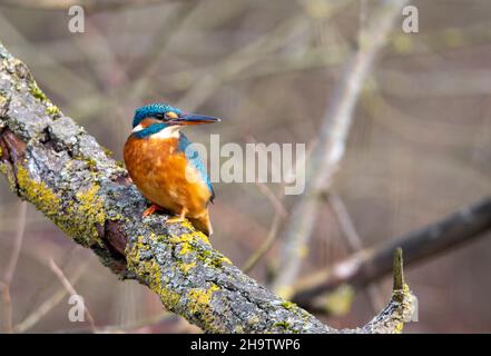Un Kingfisher comune (alcedo atthis) nel Reed, Heilbronn, Germania. Foto Stock