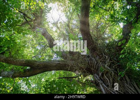 un baldacchino centenario visto dal basso, con il tronco in primo piano e i raggi del sole filtrano attraverso i rami e le foglie verdi, orizzonte Foto Stock