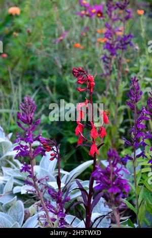 Lobelia cardinalis Queen Victoria, fiori rossi luminosi, fioritura, lobelias, Lobelia x speciosa Tania, fiori viola, fiore, fioritura, lobelias, perenne, ga Foto Stock