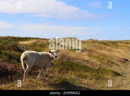 Sylt - una bella isola in Germania Foto Stock