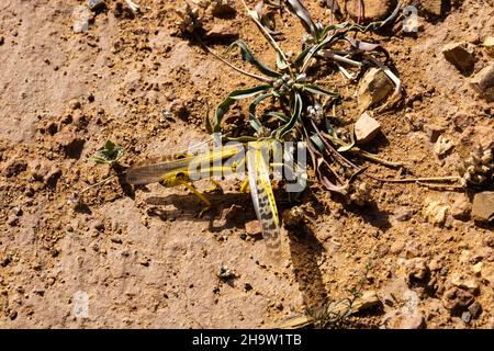 La locusta del deserto, Schistocerca gregaria Foto Stock