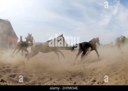 '28.04.2020, Germania, Sassonia, Graditz - le cavalli rotolano la polvere mentre galoppano in un paddock di sabbia.. 00S200428D254CAROEX.JPG [RELEASE MODELLO: NO, PROPERTY RELE Foto Stock