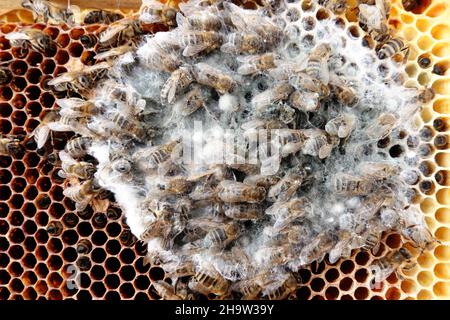 '15.04.2021, Germania, , Berlino - Mold si è stabilizzata su un nido d'ape morto. 00S210415D545CAROEX.JPG [RELEASE MODELLO: NO, RELEASE PROPRIETÀ: N Foto Stock