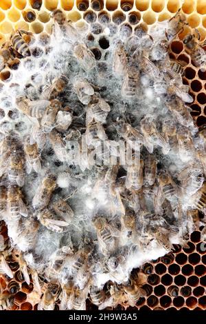 '15.04.2021, Germania, , Berlino - Mold si è stabilizzata su un nido d'ape morto. 00S210415D548CAROEX.JPG [RELEASE MODELLO: NO, RELEASE PROPRIETÀ: N Foto Stock